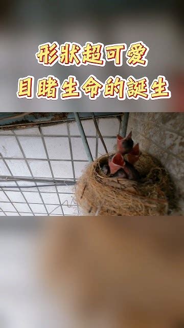 家裡有鳥築巢 風水